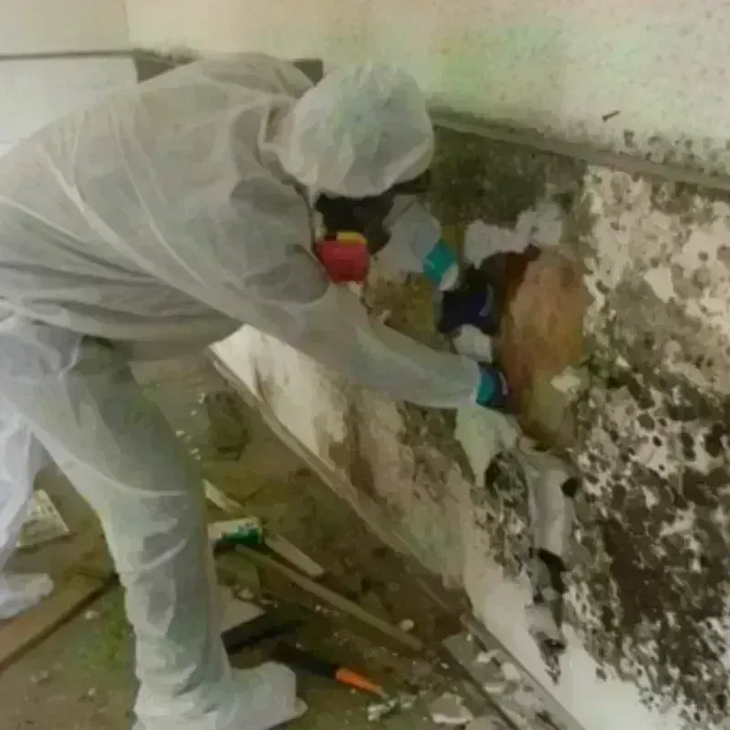 Mold Remediation and Removal in Dresden, TN